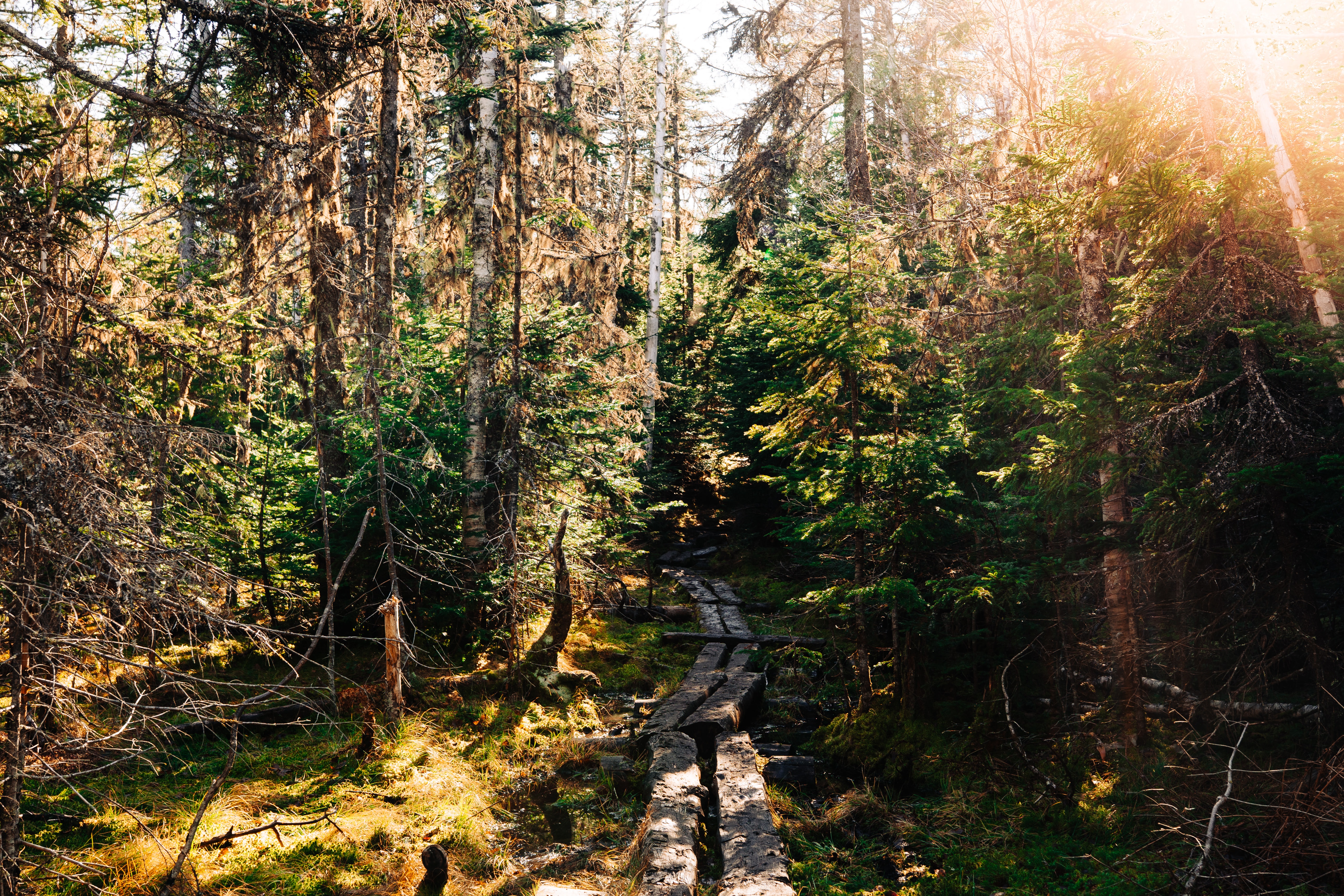 THEWILDBUNCH 20201110 Mount Moriah 0006